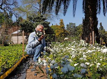 La producción de plantas se