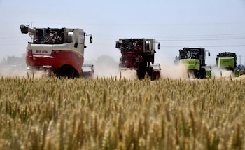 China cosecha alrededor de 700 toneladas de cereales diversos. Así y todo la oferta de granos muestra un delicado equilibrio (Revista Chacra)