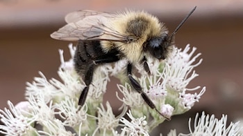 Las abejas reina que pueden