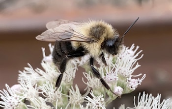 Una abeja reina de la especie Bombus impatiens. (Mousebelt/Wikipedia)