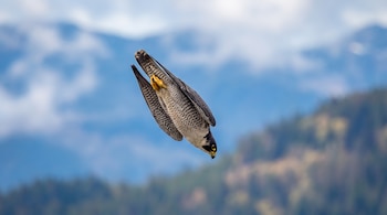 Halcón peregrino gris y blanco en picada, con la cabeza hacia abajo, las alas plegadas y garras amarillas, contra un fondo borroso de cielo azul y montañas.