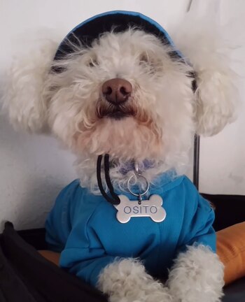 Osito con su uniforme de