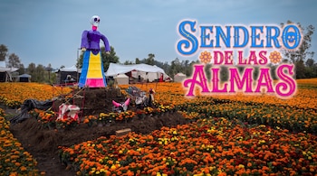 Campo de flores anaranjadas y amarillas con una figura de catrina y un letrero decorativo con el texto Sendero de las almas.