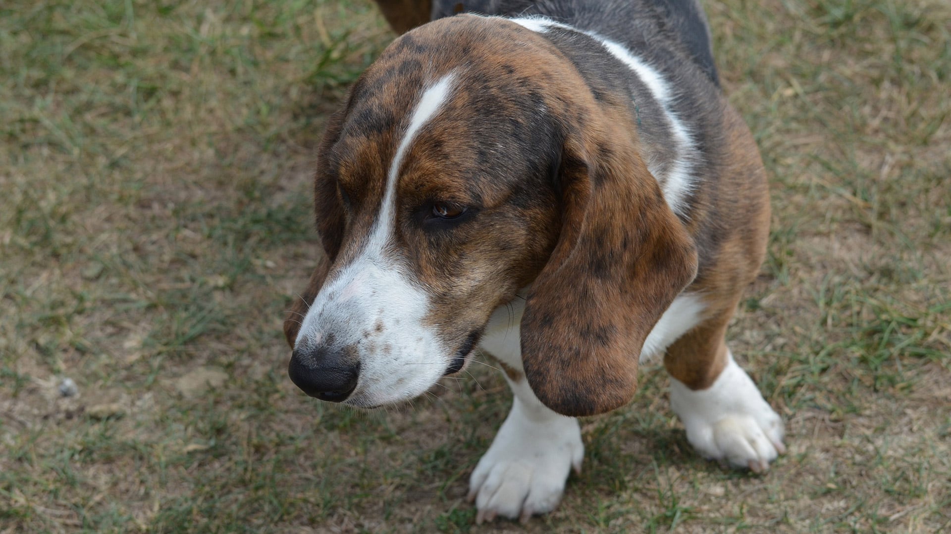 El hongo que causa la infección está en el suelo y afecta a humanos y perros en zonas áridas y semiáridas de América/Archivo Freepik