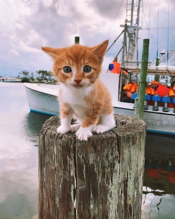 Una foto de Marlin en