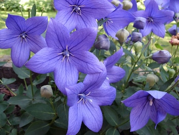 El platycodio es, según el floricultor, una alternativa sencilla para quienes buscan llenar de color su jardín sin complicaciones (PxHere)