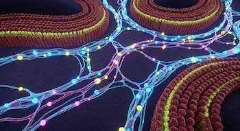 Ilustración 3D de una intrincada red de canales interconectados en tonos azules y rosados, con esferas amarillas y cian, entre estructuras celulares marrones y verdes.