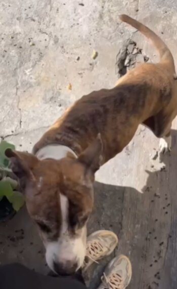 Al realizarle estudios médicos descubrieron