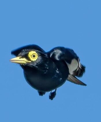 En pleno vuelo (Juan Pose)