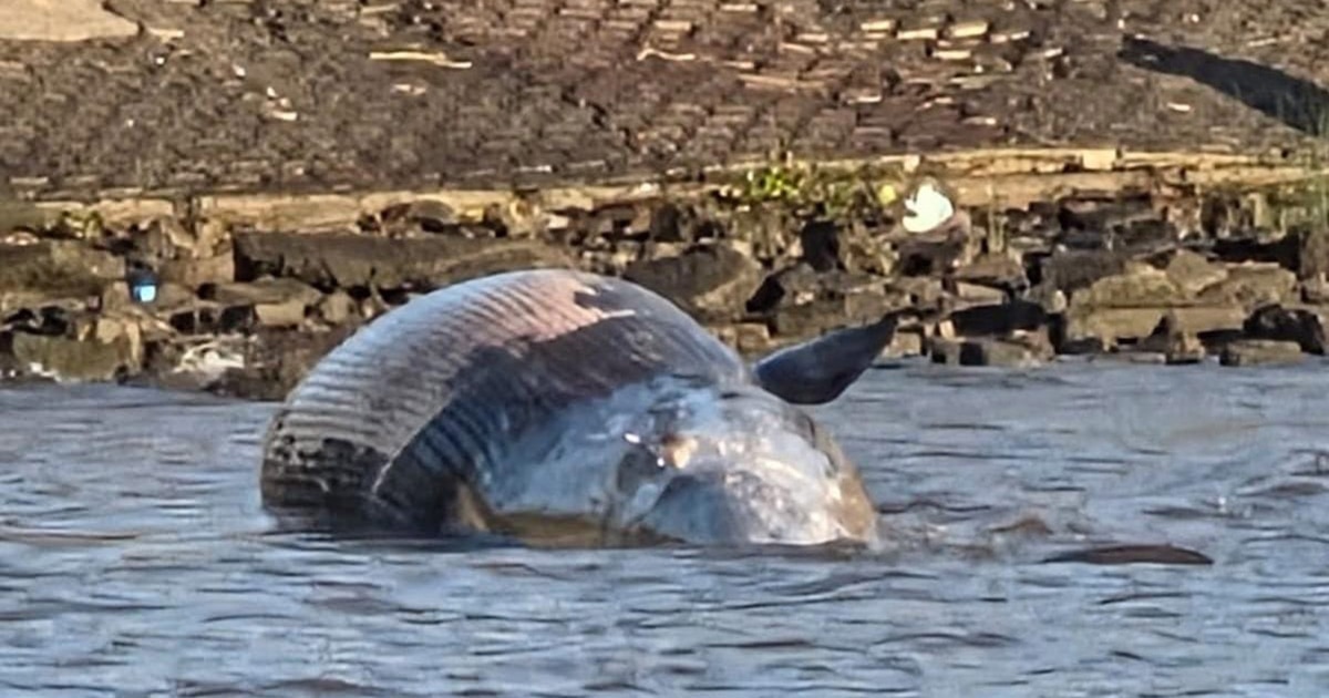 Plumby mage xxl crt i gladly return to whenever I am in New