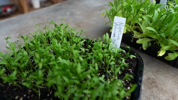 Al sembrar en almácigos, La