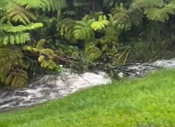 Corriente de agua turbulenta con ramas caídas en un área boscosa con helechos, junto a un banco de césped verde