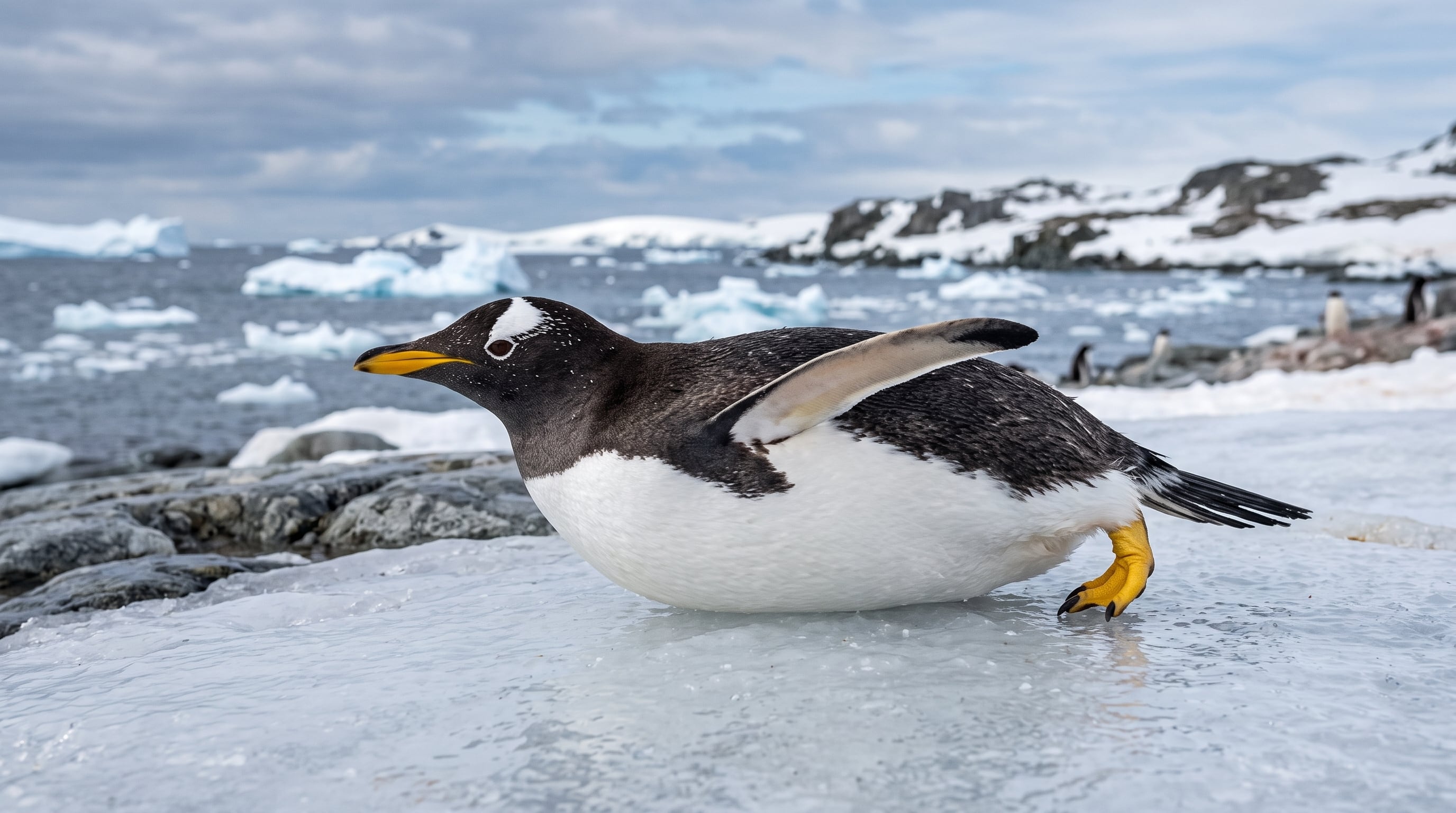 El pingüino papúa no es una sola especie: un estudio propone dividirlo en 4 - Infobae
