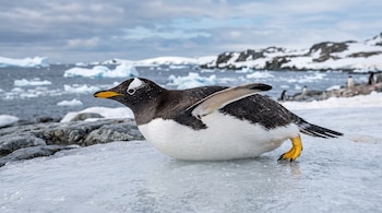 Un pingüino papúa apoyado sobre el hielo, con mar, icebergs flotantes y rocas nevadas al fondo.
