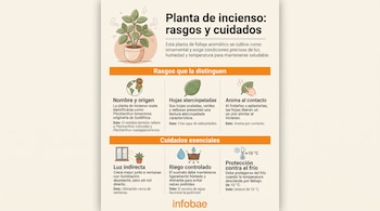 Infografía sobre la planta de incienso que incluye secciones de características, necesidades de luz, riego y temperatura.