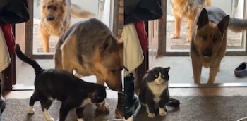 Los perros parecía que pedían