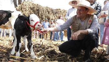 Nace “Clarita”, primera ternera por
