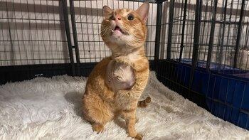 Porridge llegó al WWR después