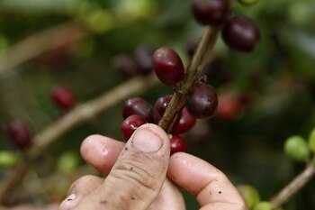 Una fotografía de archivo de una planta de café en Andes, Colombia. EFE/ Luis Eduardo Noriega