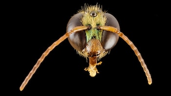 Primer plano de la cabeza de una abeja con ojos facetados, tres ojos simples ocelos, antenas y pilosidad amarilla y verde sobre fondo negro