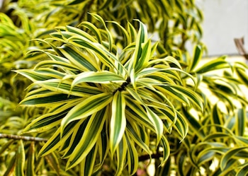 La drácena limón destaca como