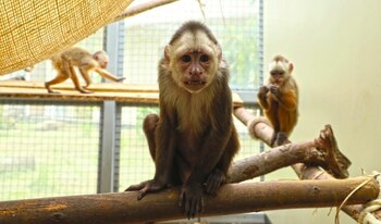 Los alimentos de los animales