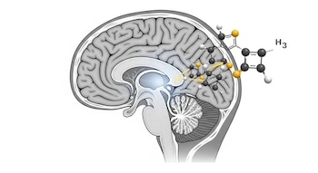 Ilustración científica de un cerebro infantil en corte transversal con la fosa posterior ligeramente iluminada y moléculas de testosterona apuntando a la región.