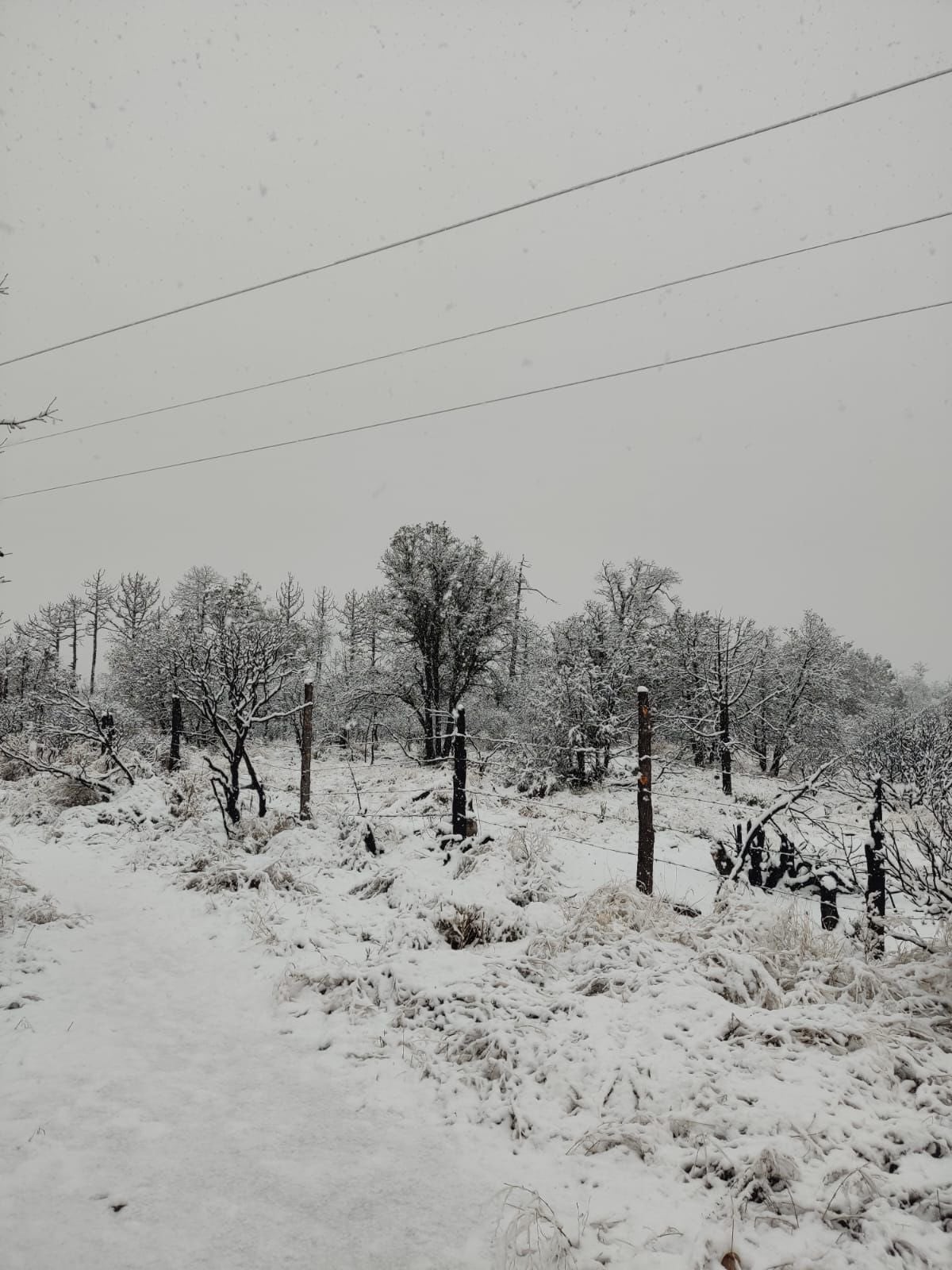 La intensa nevada sumergió a varios estados del norte del país en un escenario de frío extremo y condiciones adversas.
