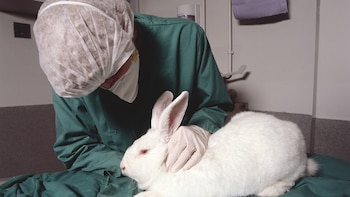 La ONG Cruelty Free Internacional