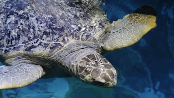 Las tortugas contribuyen a la