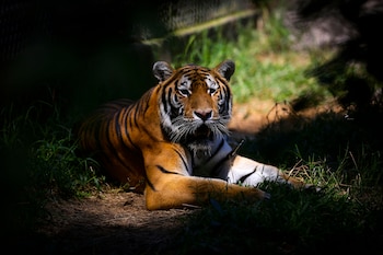 Los tigres de Bengala, oriundos