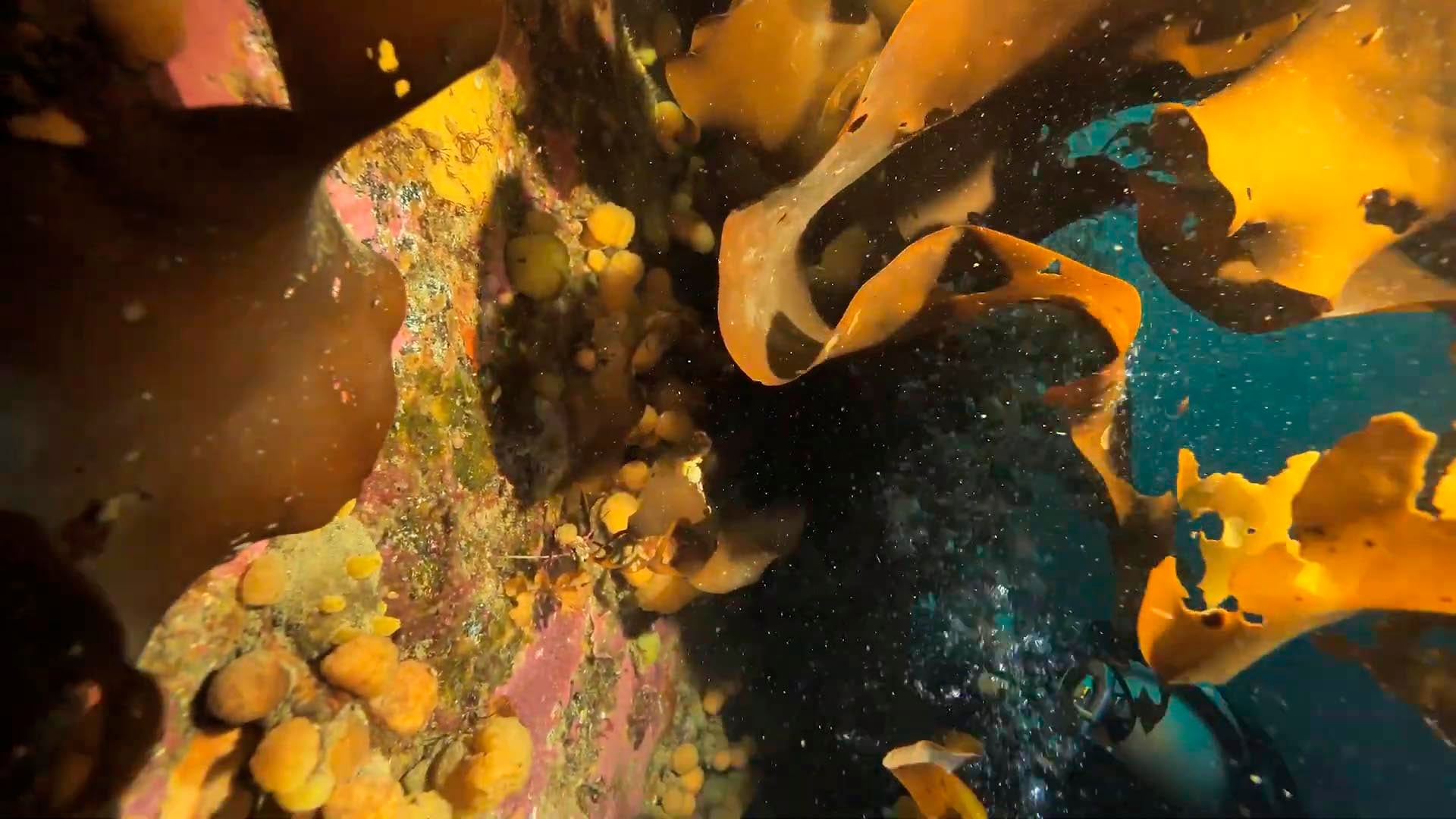 El proyecto se enfocó en una bacteria asociada a ascidias que produce un compuesto de interés para el desarrollo de fármacos (Captura de video: YouTube/@usouthflorida)