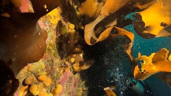 Algas marinas pardas y anaranjadas bajo el agua. Rocas cubiertas de organismos marinos amarillos. Partículas suspendidas y burbujas. Parte de máscara de buceo