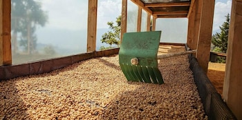 La producción de café en