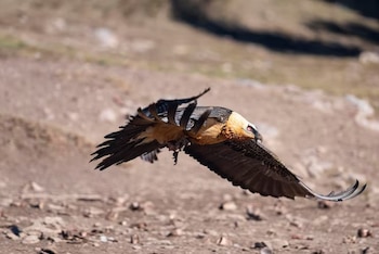 Un ave rapaz de cabeza anaranjada y alas oscuras vuela cerca del suelo de tierra y piedras