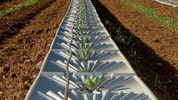 El riego por goteo fue