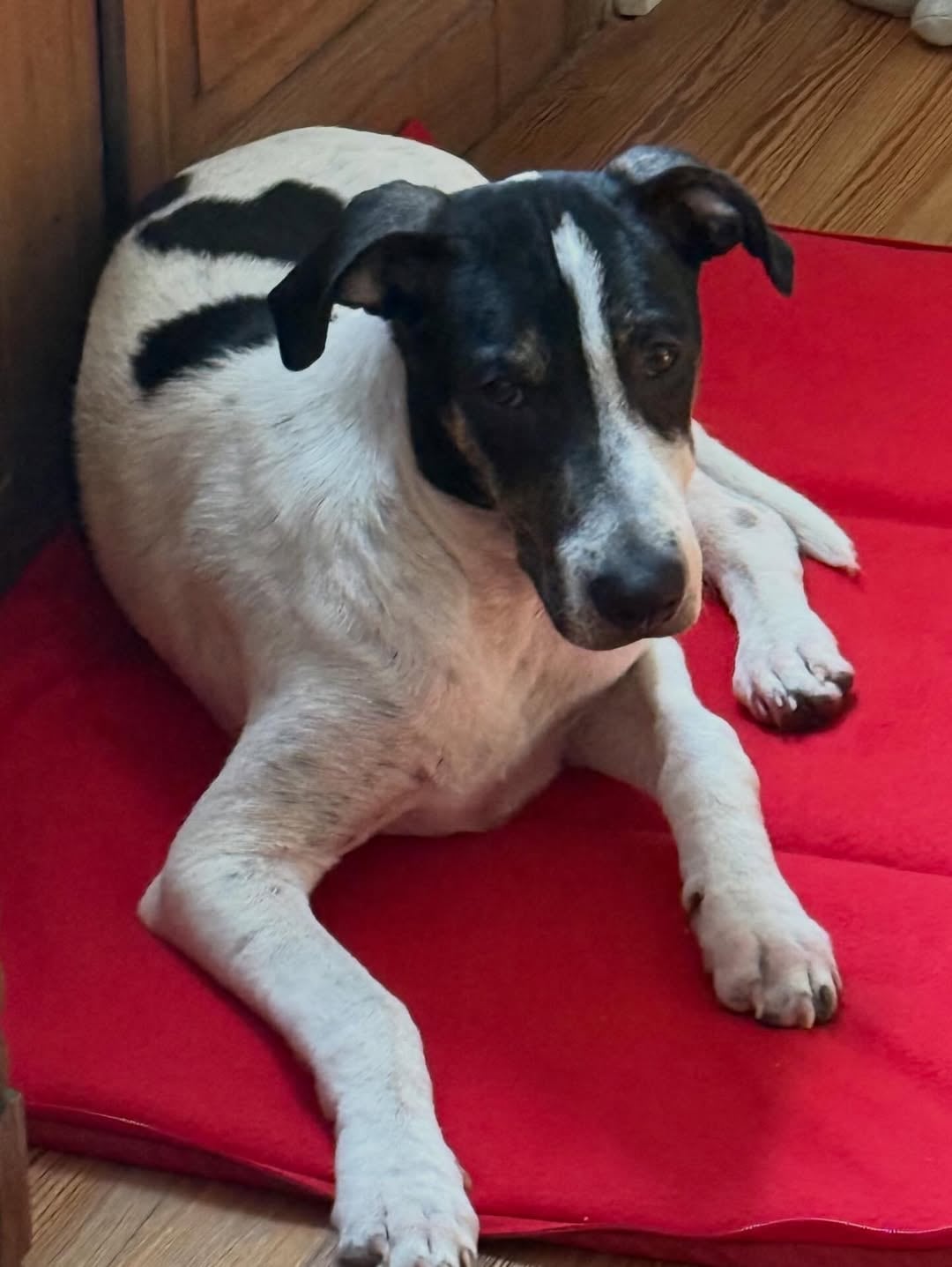 Malena Guinzburg presentó al nuevo miembro de su familia: “Bienvenido Vito a nuestra vida” (Instagram)