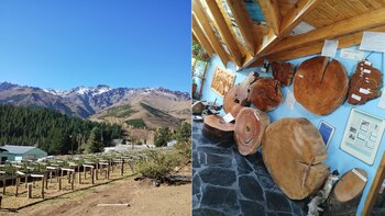 El pueblo en el que plantaron a mano un bosque entero y tiene un museo con un árbol de 1.200 años