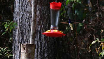 Los comederos de Morro Calzada