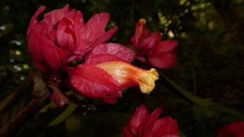 Drymonia crassolobulata. Foto: Adolfo Vásquez.