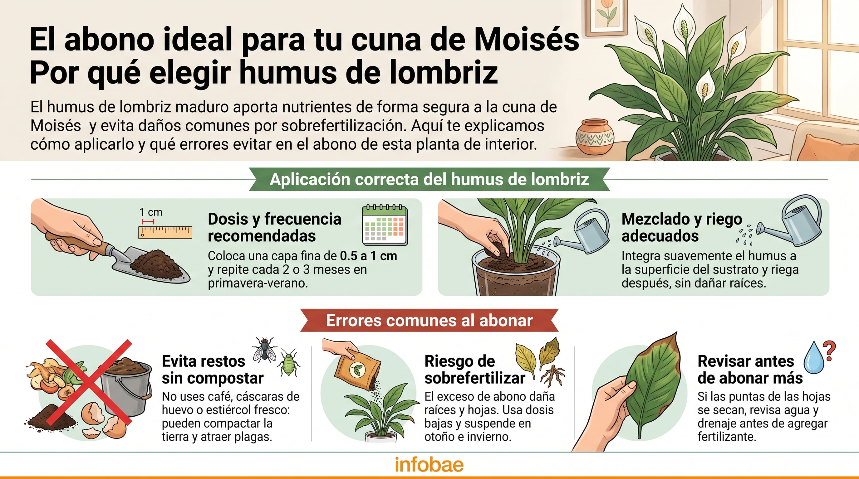 Una infografía de Infobae detalla las recomendaciones de dosis, aplicación y prevención de errores para abonar la cuna de Moisés con humus de lombriz. (Imagen Ilustrativa Infobae)