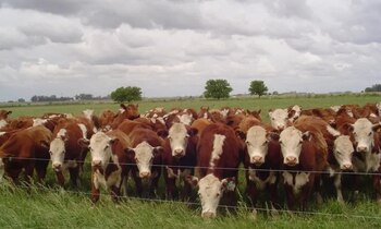 Ganado vacuno en el campo