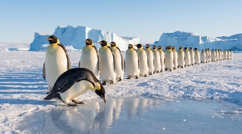 Una fila de pingüinos emperador sobre una superficie de hielo con un ejemplar agachado en primer plano e icebergs al fondo.