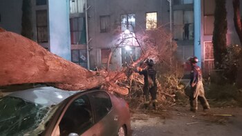 Un árbol cayó sobre un