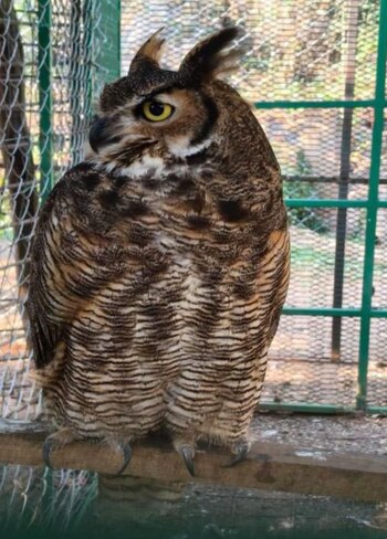 Parte de lo decomisado. (X/SSP