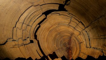 Los anillos de los árboles