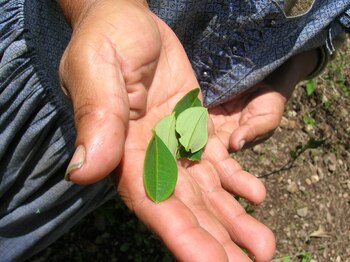 Hoja de coca. Este tipo