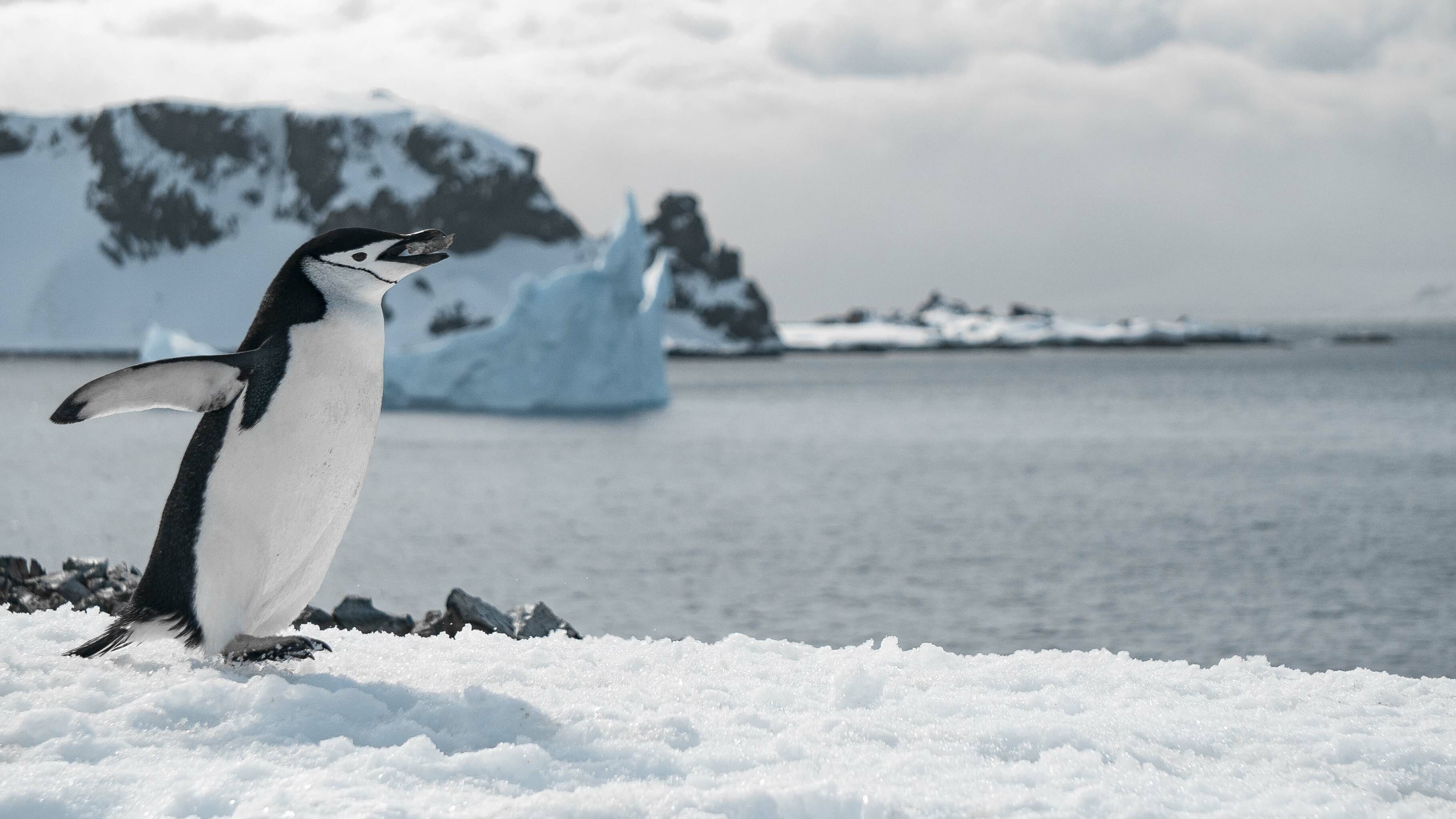 El estudio satelital mostró que en tres décadas la Antártida perdió casi 13 mil kilómetros cuadrados de hielo por el calentamiento oceánico
(Freepik)