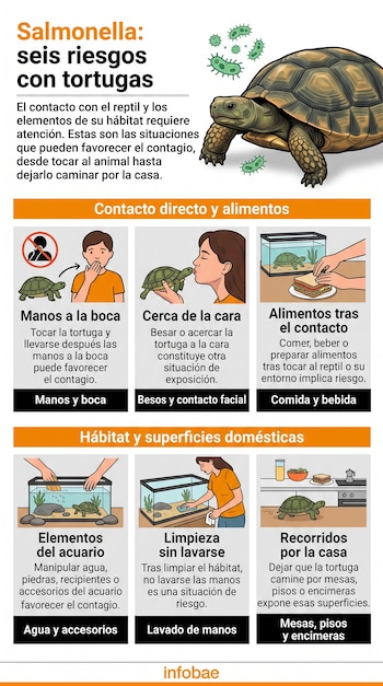 Infografía con la imagen de una tortuga, ilustraciones de bacterias y seis esquemas que explican formas de contagio de Salmonella.