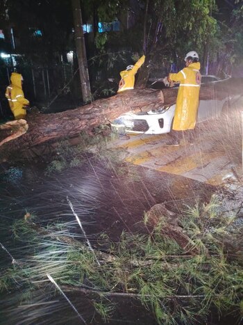 La Alcaldía de San Salvador Centro retiró el árbol. Comandos de Salvamento auxiliaron a las personas atrapadas. (Cortesía: Prensa San Salvador Centro)